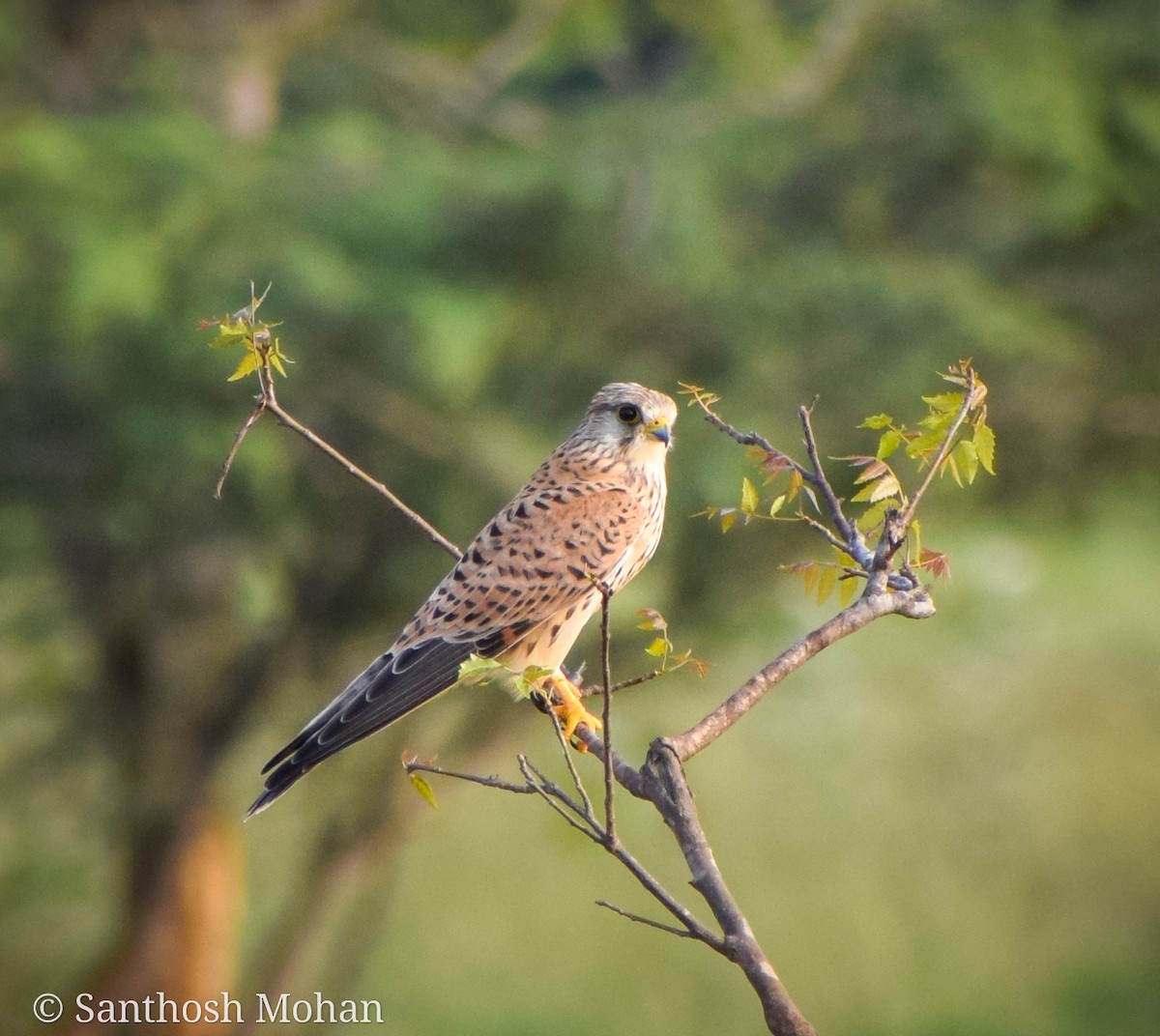 Eurasian Kestrel - Santhosh Mohan