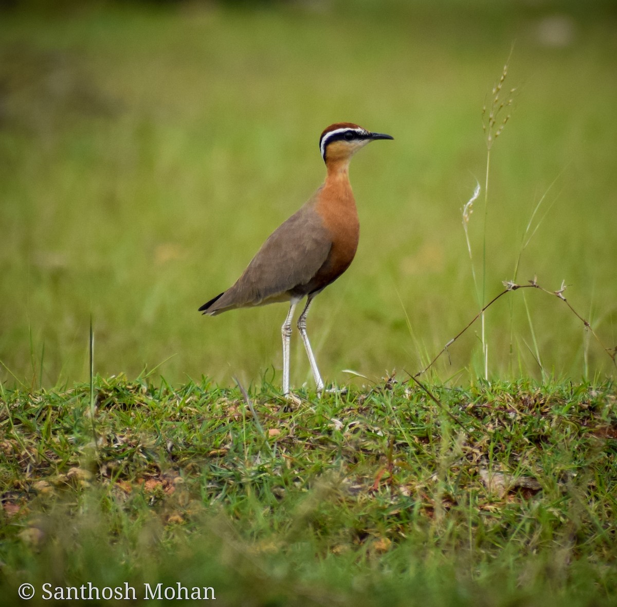 Indian Courser - Santhosh Mohan