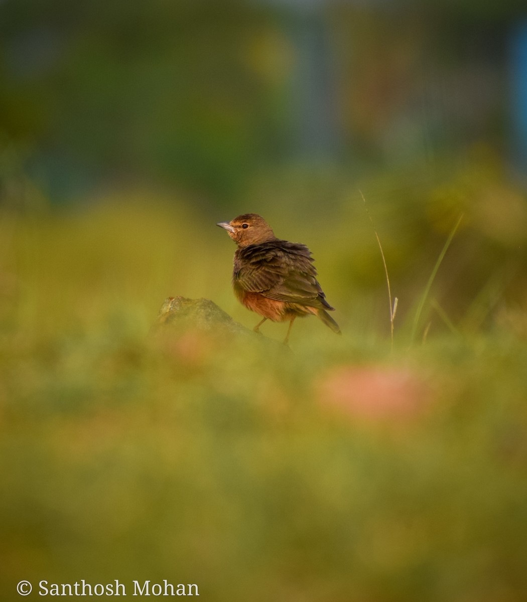 Rufous-tailed Lark - Santhosh Mohan