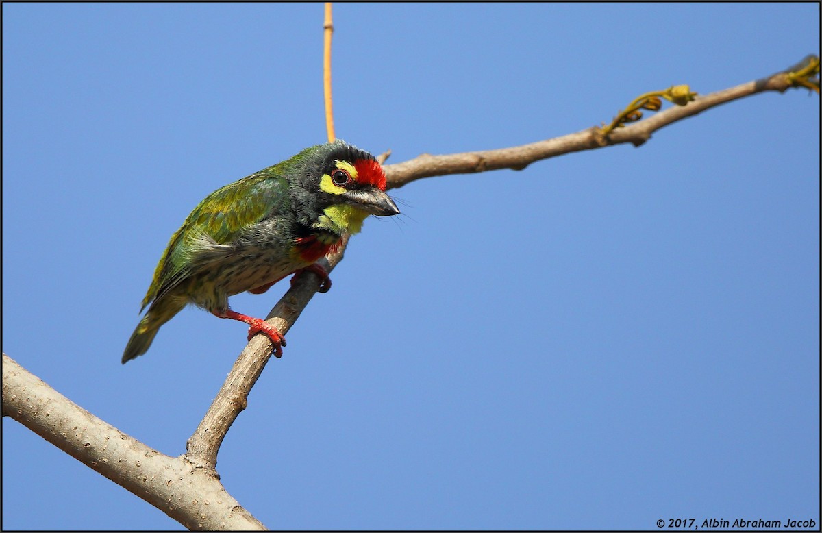 barbet zvučnohlasý - ML50767751