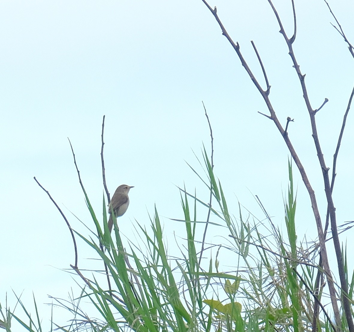 Plain Prinia - ML507678061