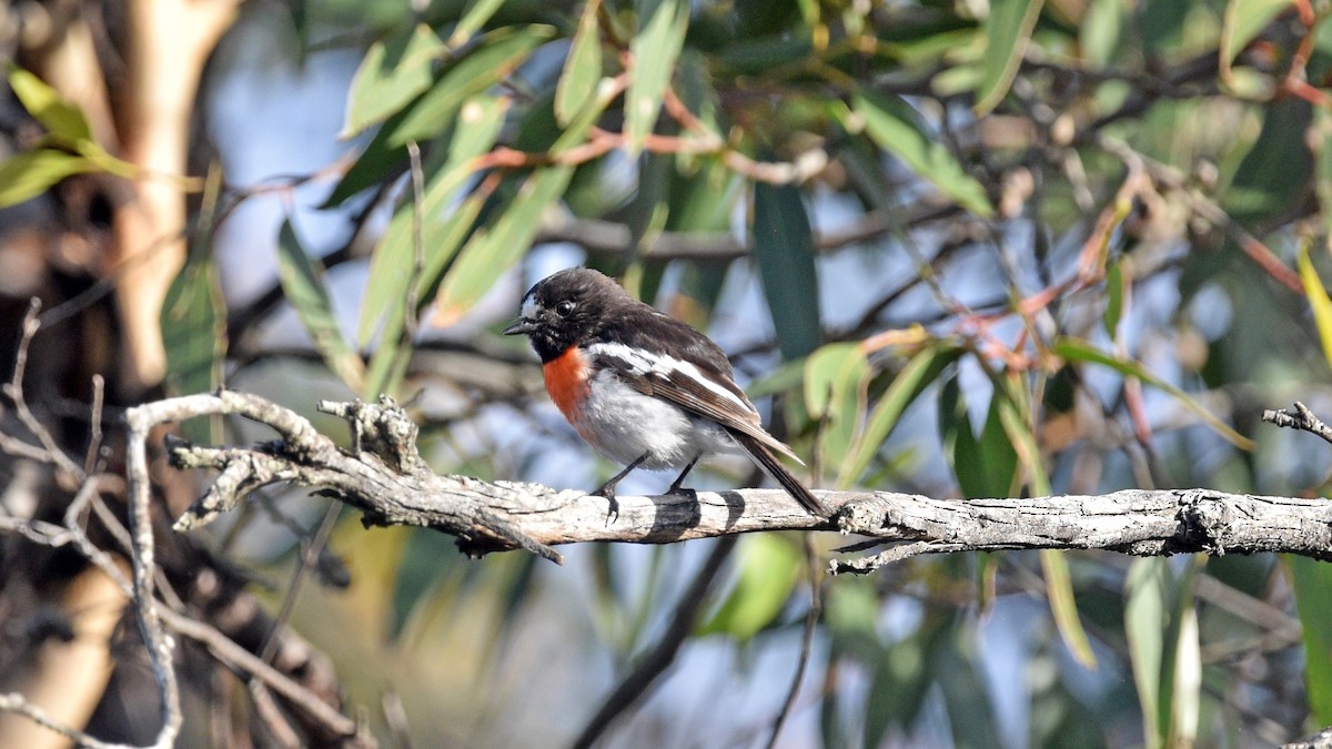 Scarlet Robin - ML507679821