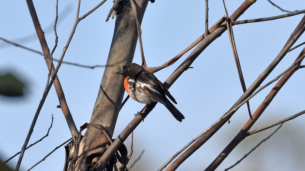 Scarlet Robin - ML507679841