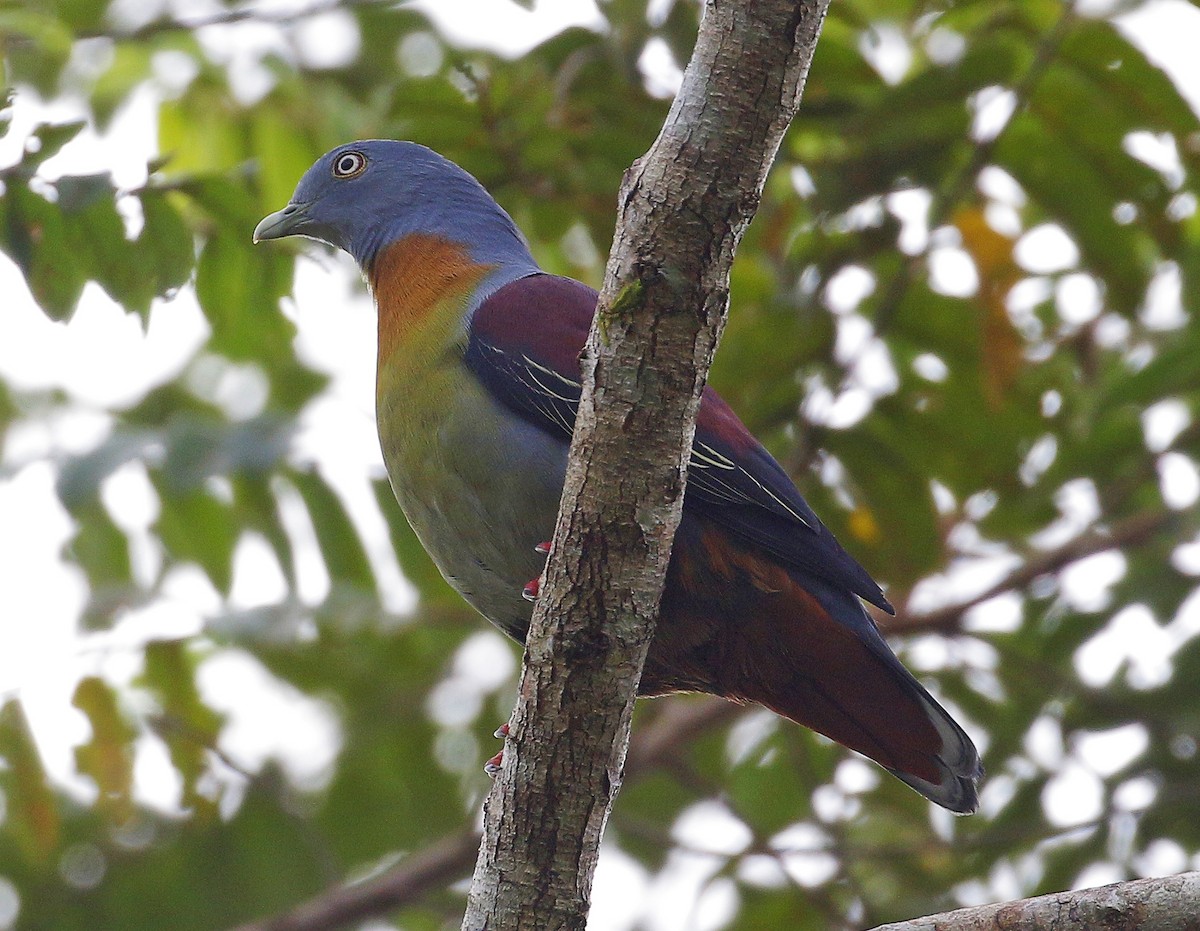 Little Green-Pigeon - Neoh Hor Kee