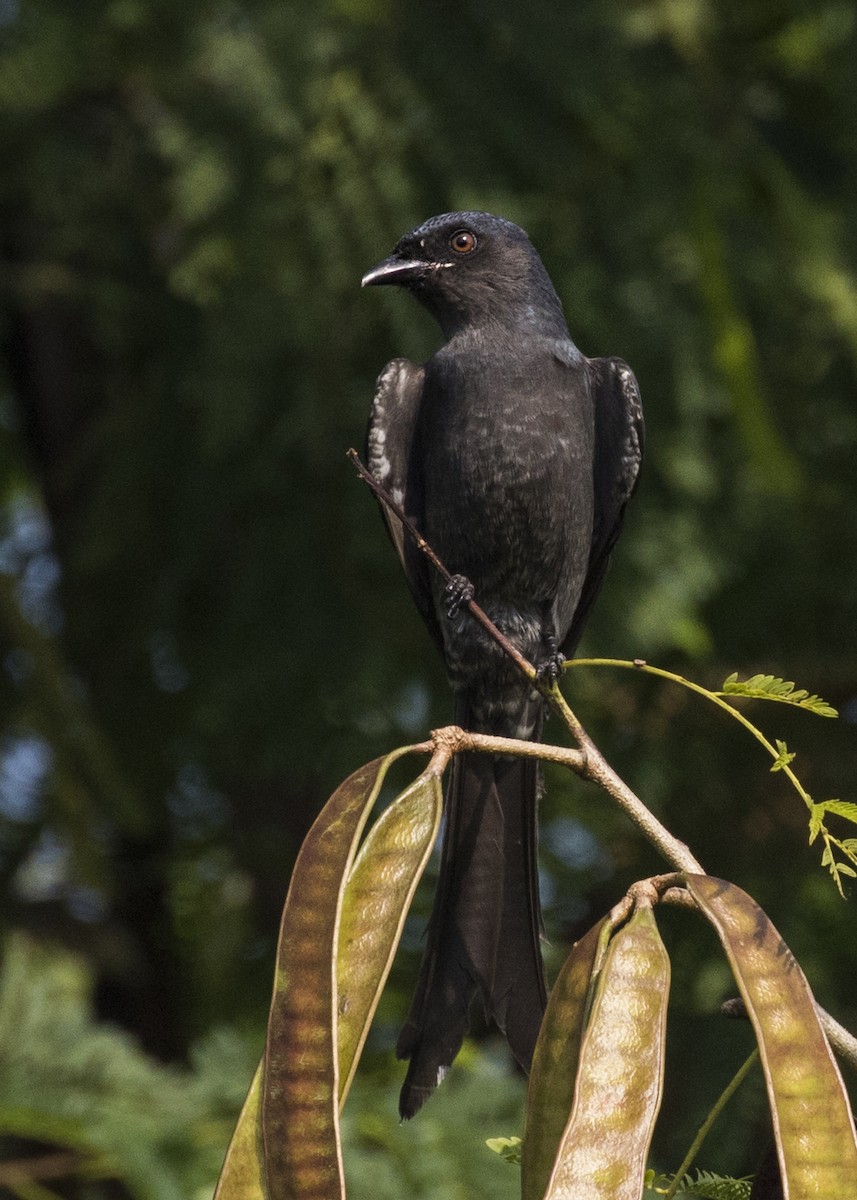 Ashy Drongo - Moditha Kodikara Arachchi