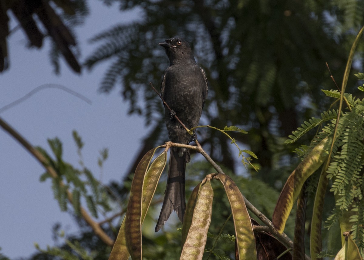 drongo kouřový - ML507680141