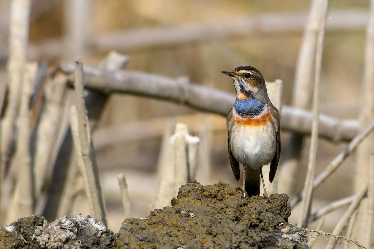 Bluethroat - ML507681341