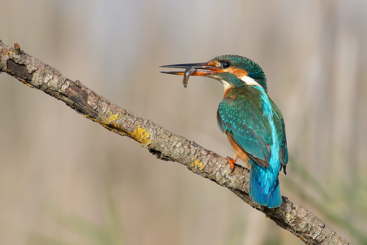 Common Kingfisher - ML507681371