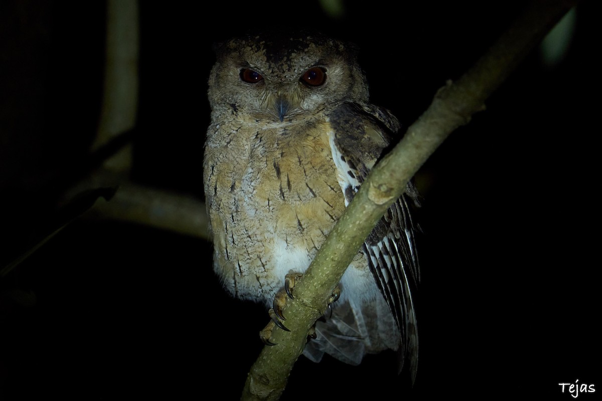 Indian Scops-Owl - ML507681601