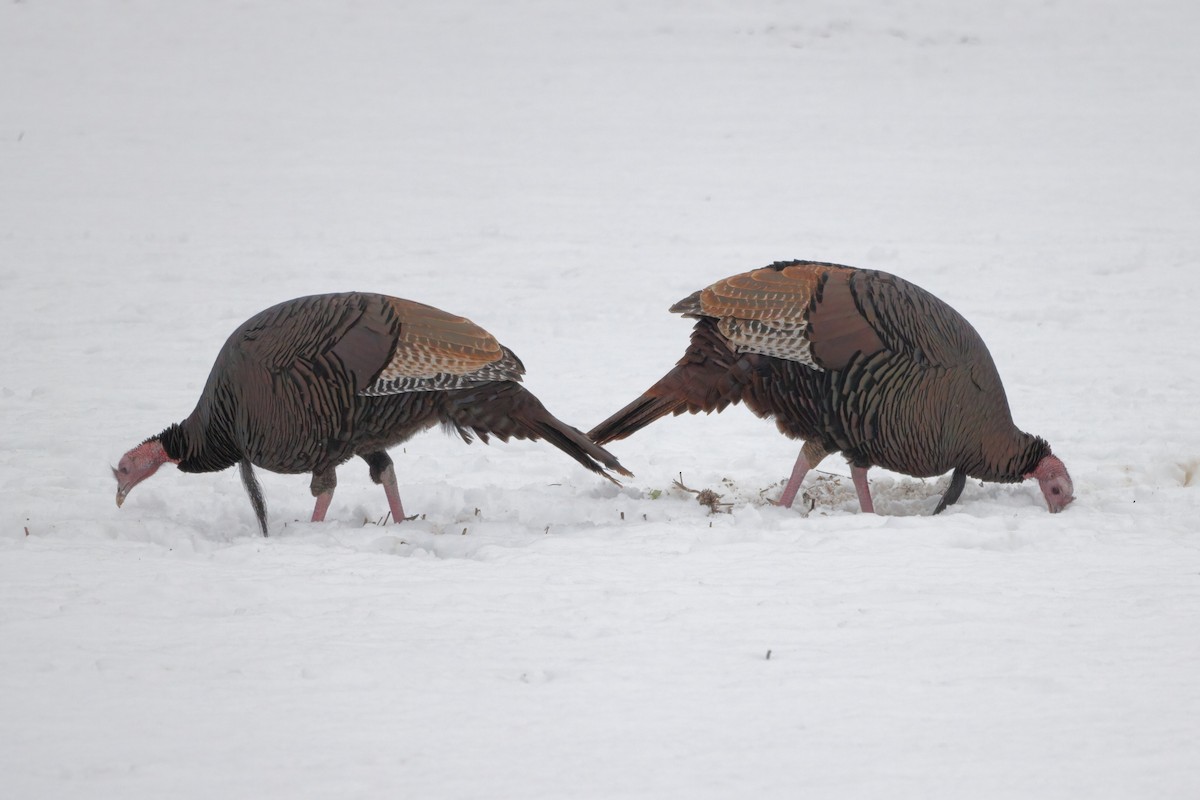 Wild Turkey - ML507681781