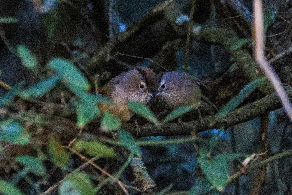 Spectacled Fulvetta - ML507681991