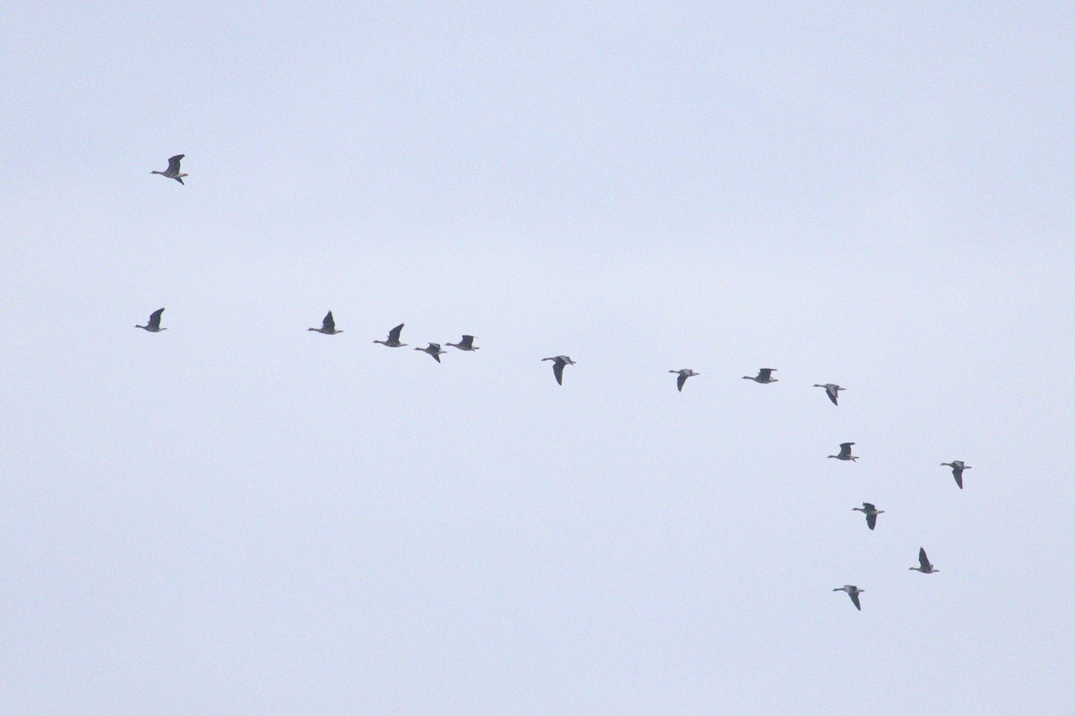 Greater White-fronted Goose (Eurasian) - ML507682081