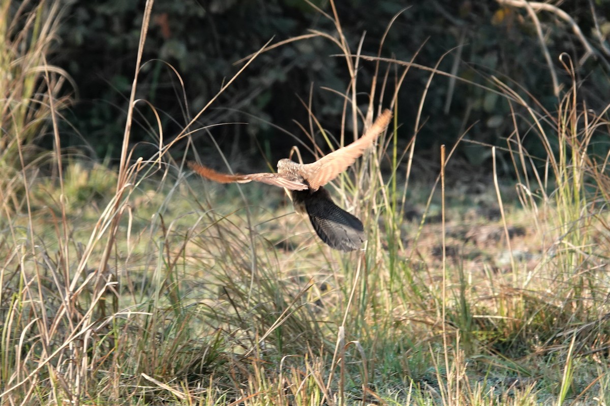 White-browed Coucal - Nicola Marchioli