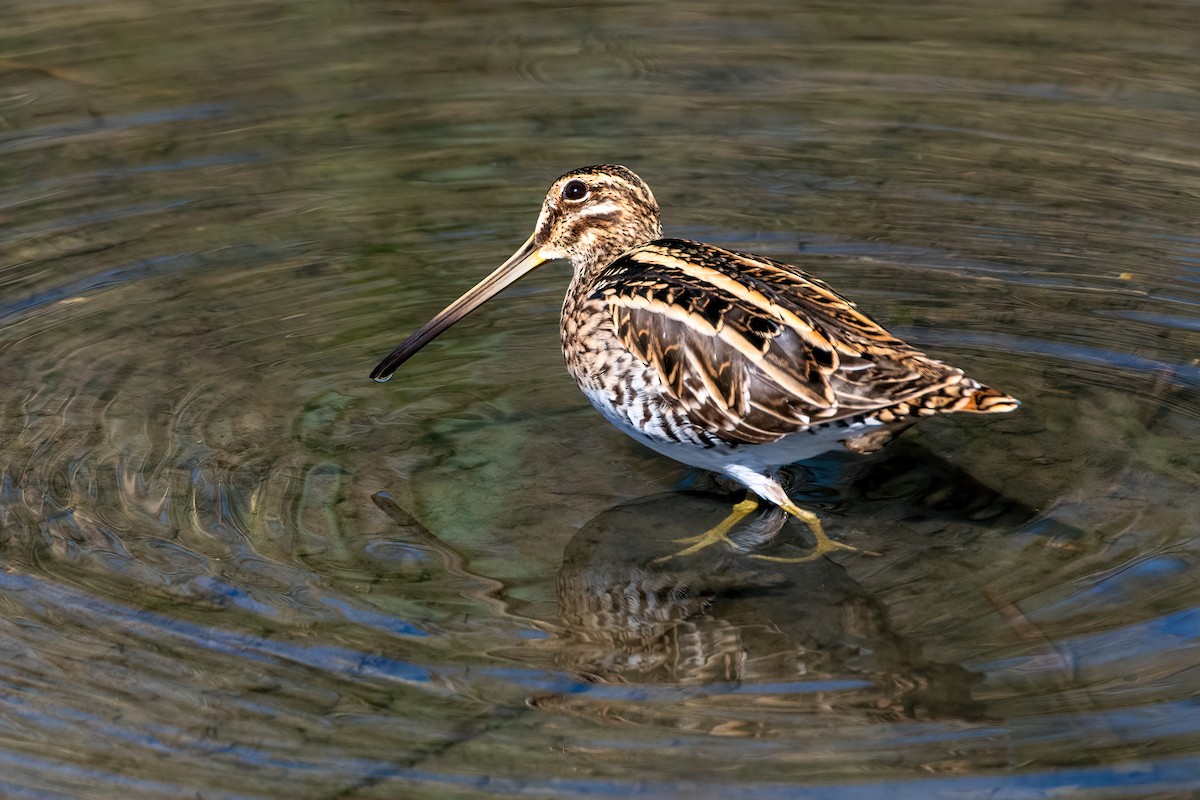 Common Snipe - ML507683121