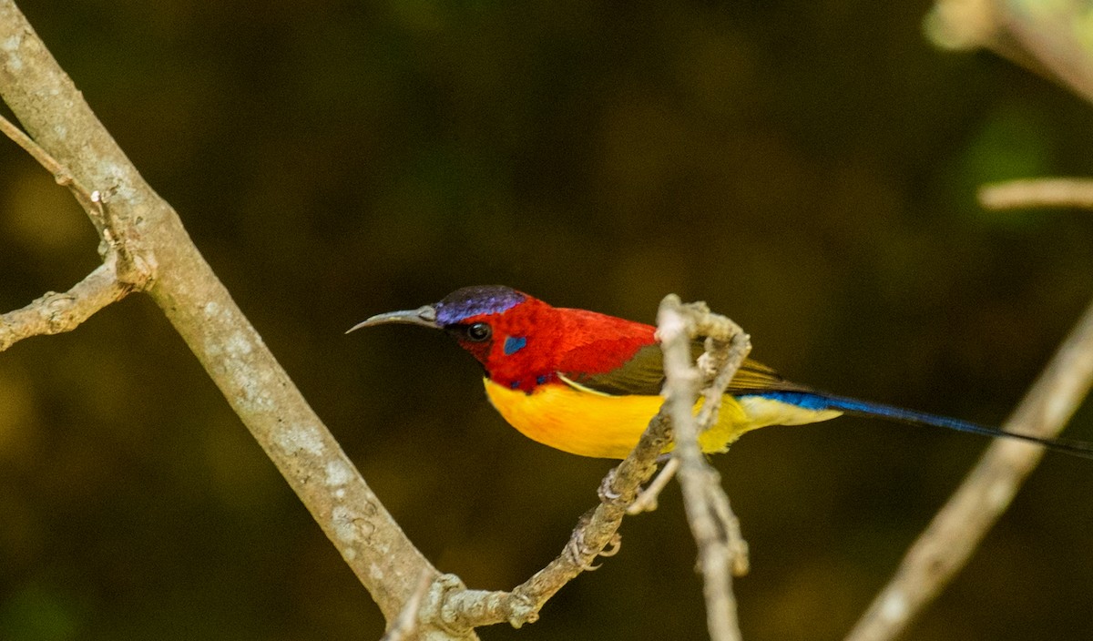 Mrs. Gould's Sunbird (Yellow-breasted) - ML507683551