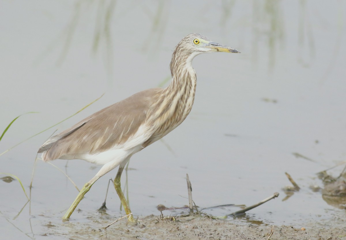 pond-heron sp. - ML507683561