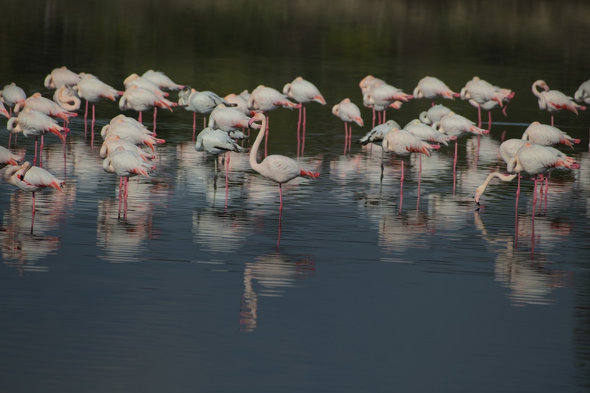 Greater Flamingo - Eren Aksoylu