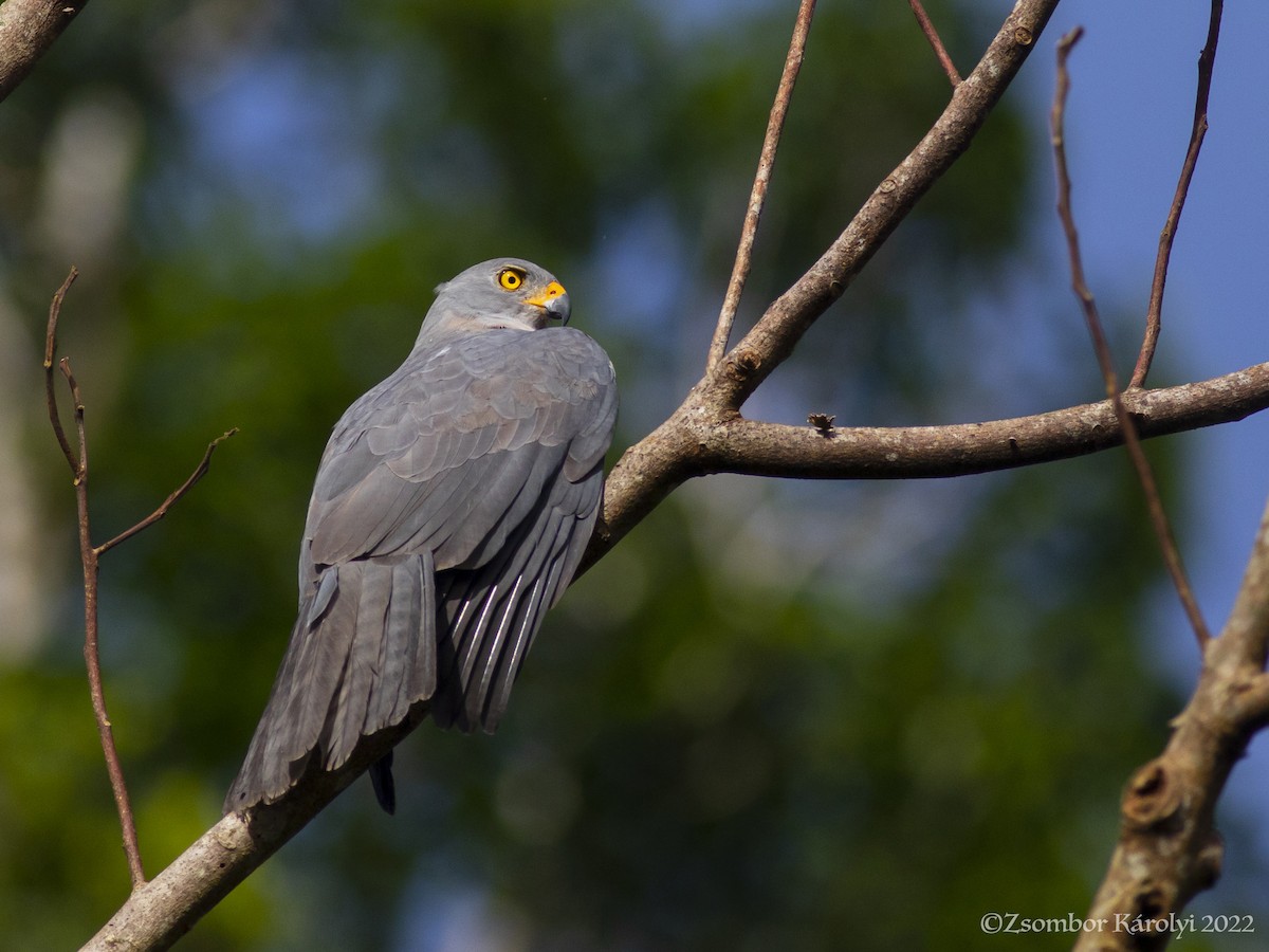 Variable Goshawk - Zsombor Károlyi