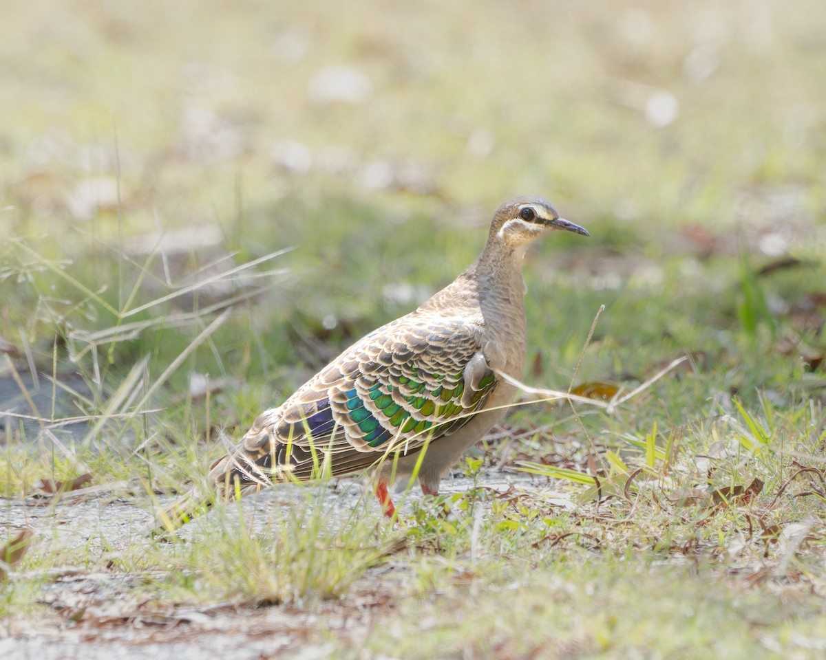 Common Bronzewing - ML507684421