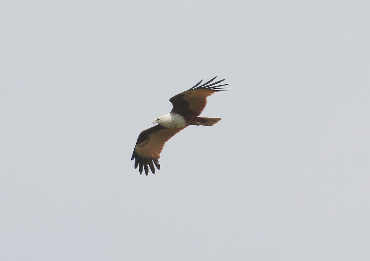 Brahminy Kite - Neoh Hor Kee