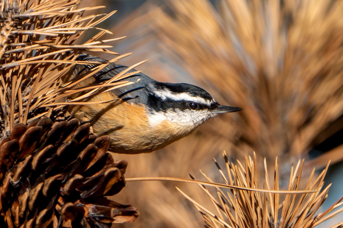 Red-breasted Nuthatch - ML507686801