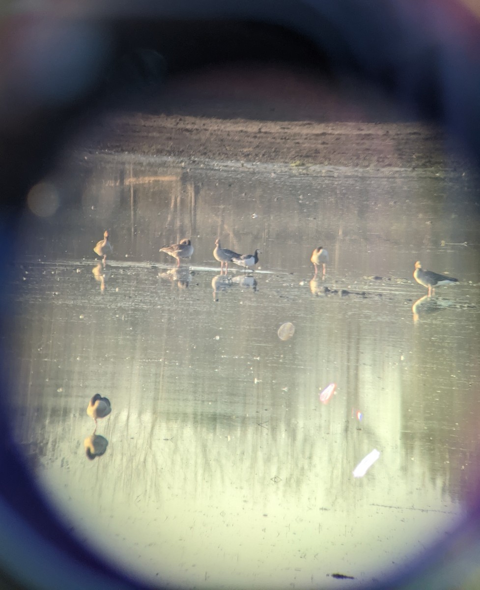 Barnacle Goose - ML507686831