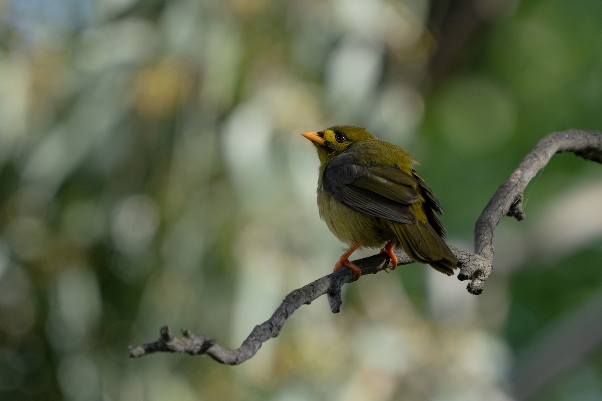 medosavka zvonkohlasá - ML507687391