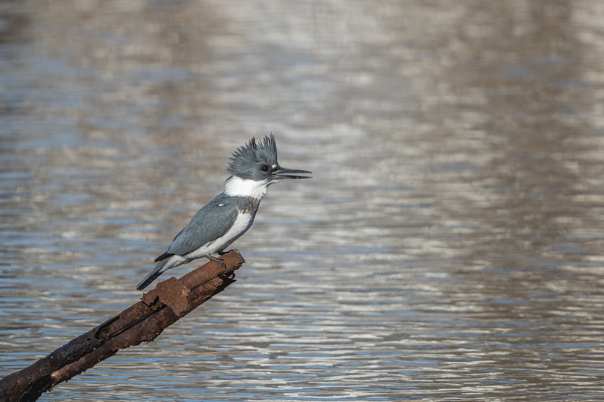 Belted Kingfisher - ML507687831