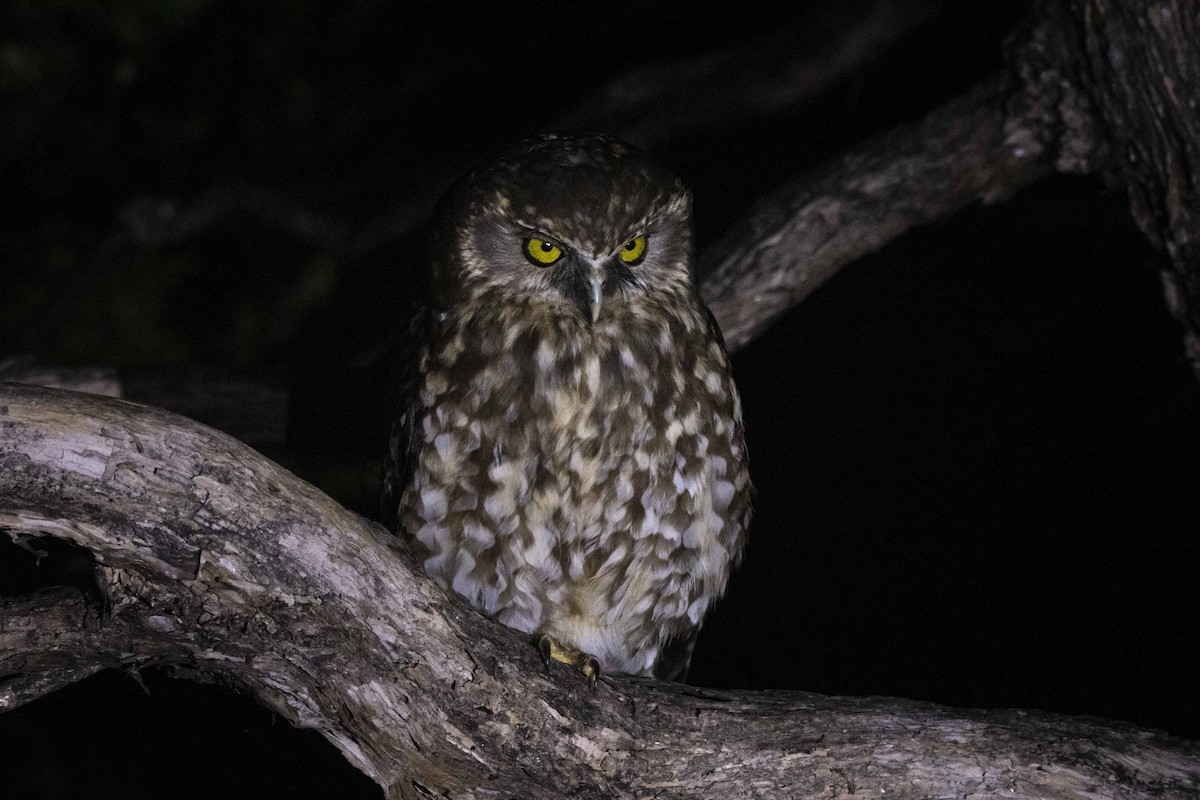 Morepork - ML507688461