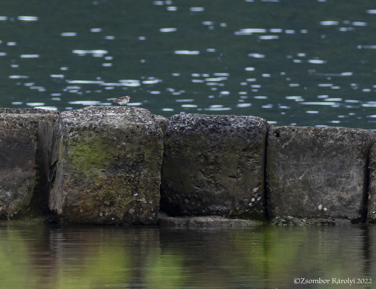 Sharp-tailed Sandpiper - ML507689671