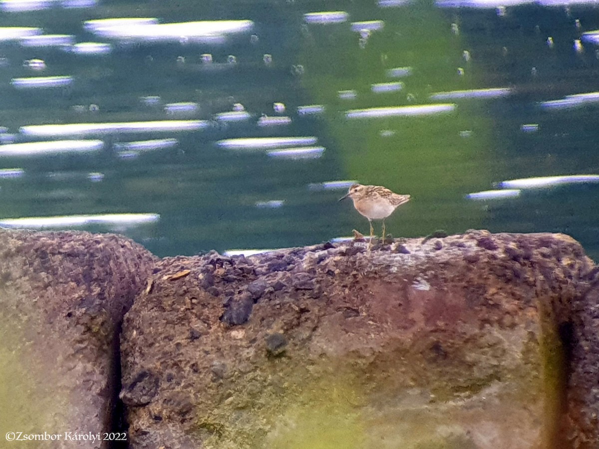 Sharp-tailed Sandpiper - ML507689681