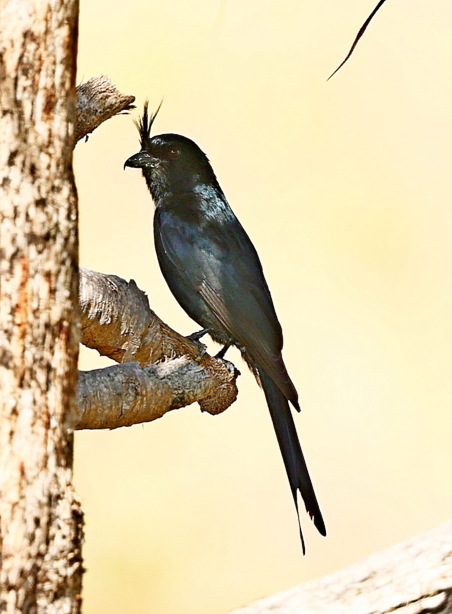 Crested Drongo (Madagascar) - ML507689701