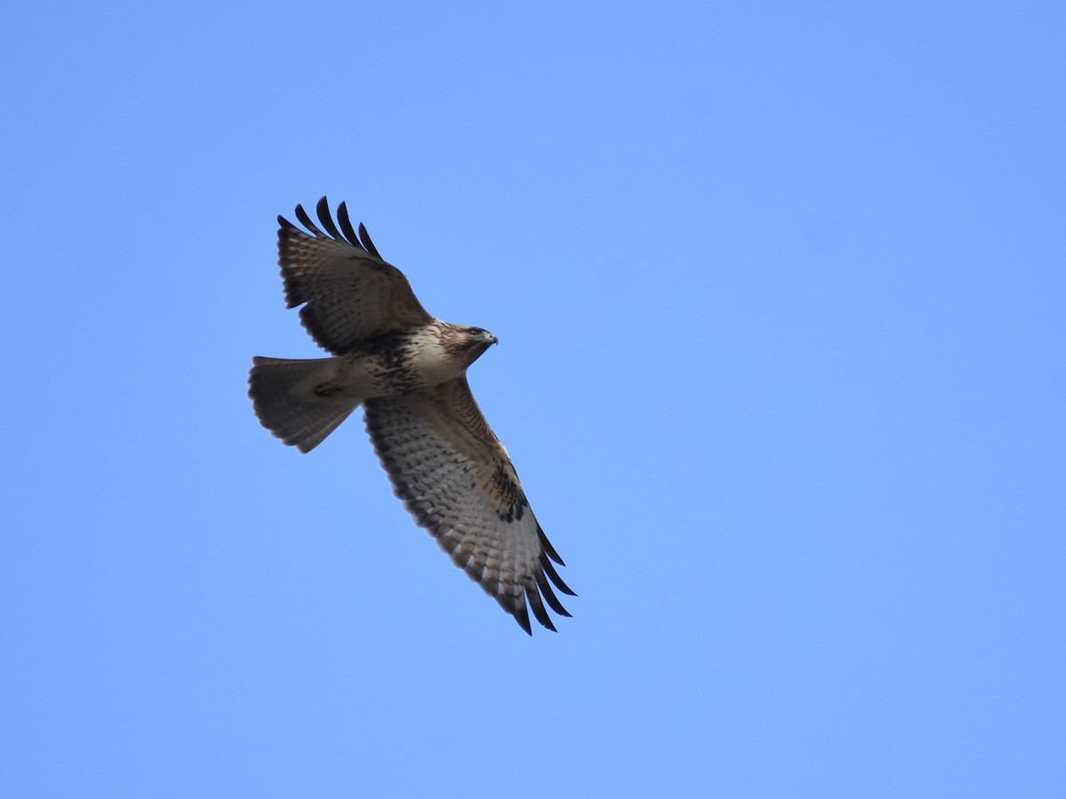 Eastern Buzzard - ML507690121