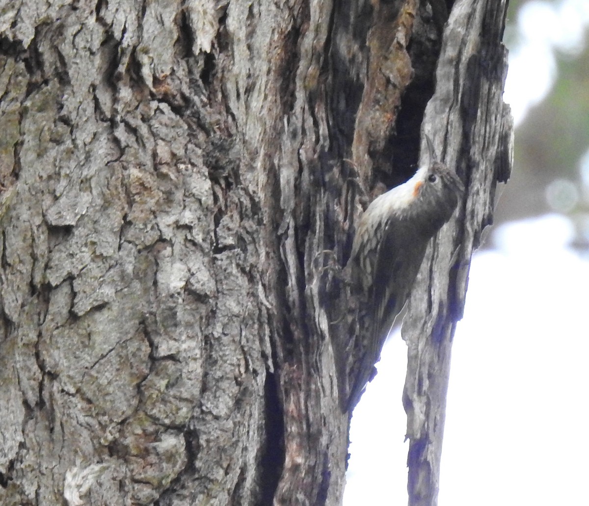 White-throated Treecreeper - ML507690931