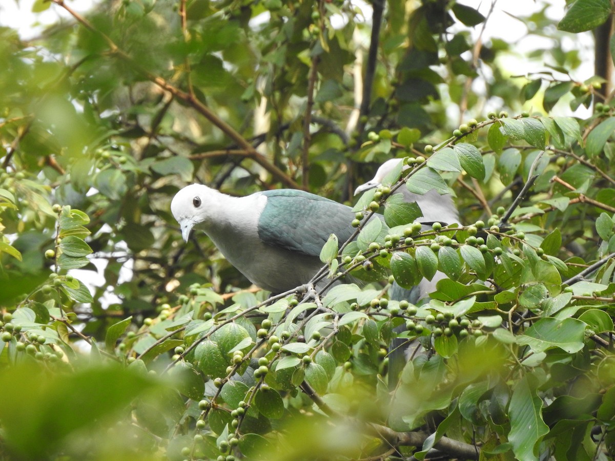 Green Imperial-Pigeon - ML507693081