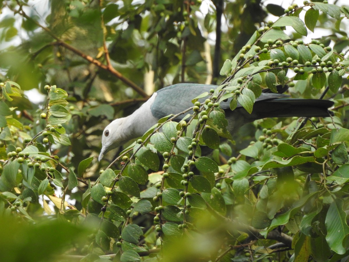 Green Imperial-Pigeon - ML507693091