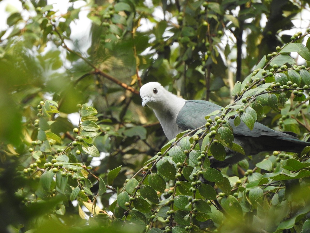Green Imperial-Pigeon - ML507693101