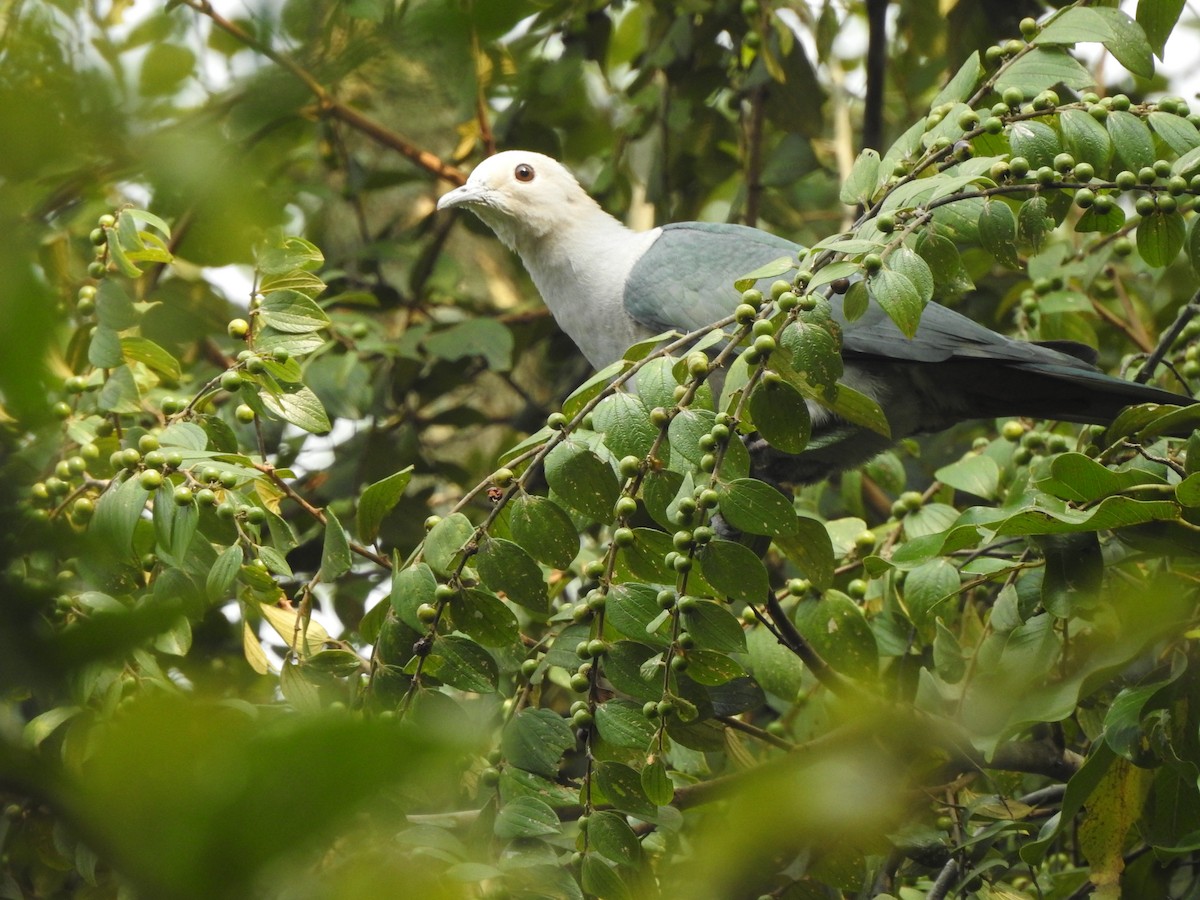 Green Imperial-Pigeon - ML507693111