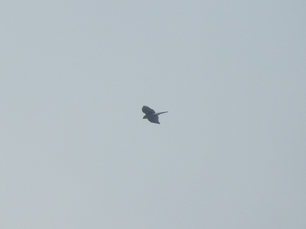 Eurasian Sparrowhawk - ML507693121