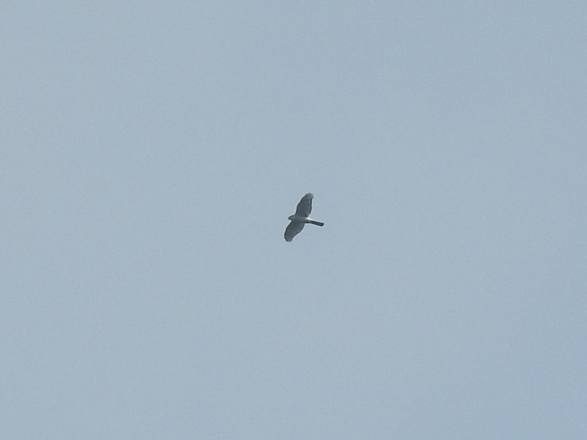 Eurasian Sparrowhawk - ML507693131