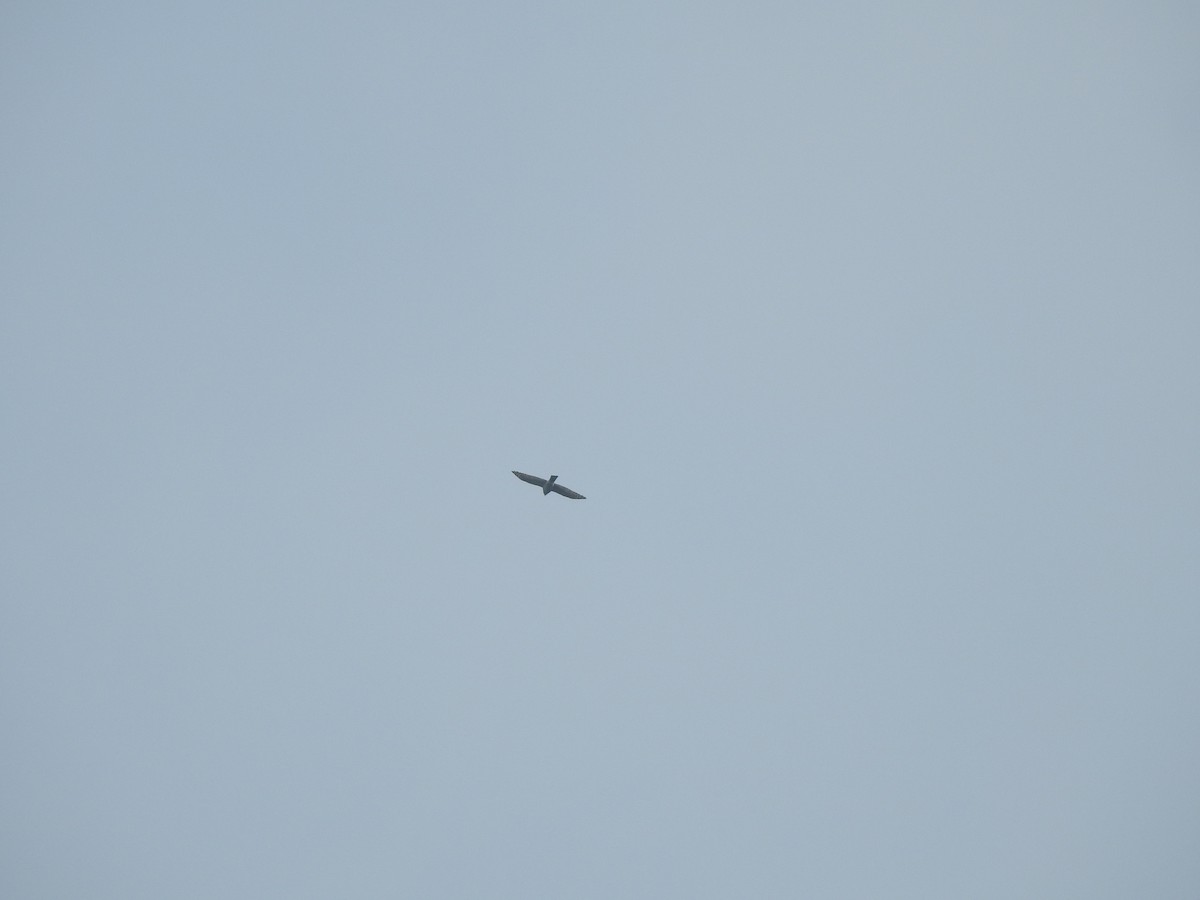 Eurasian Sparrowhawk - ML507693141