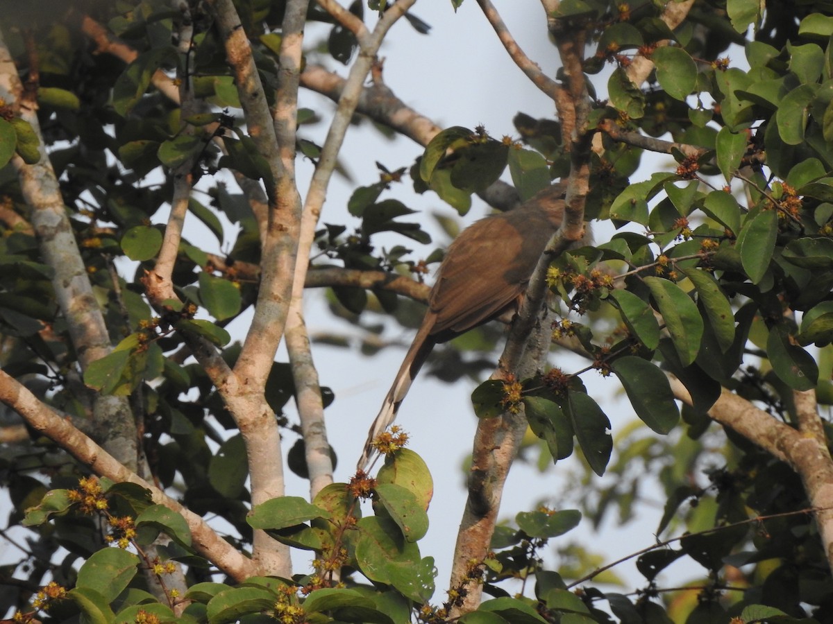 Sirkeer Malkoha - ML507693191