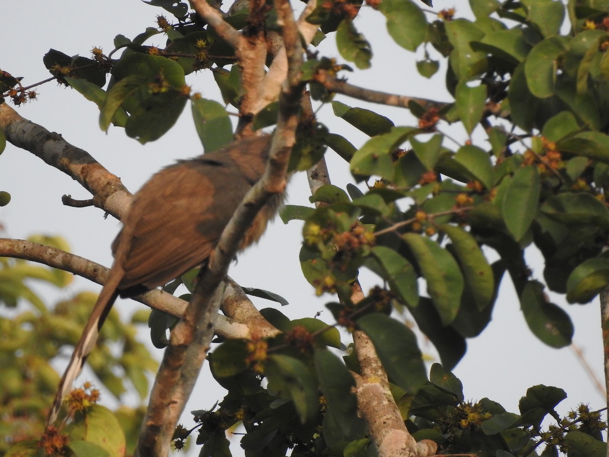 kukačka indická - ML507693201