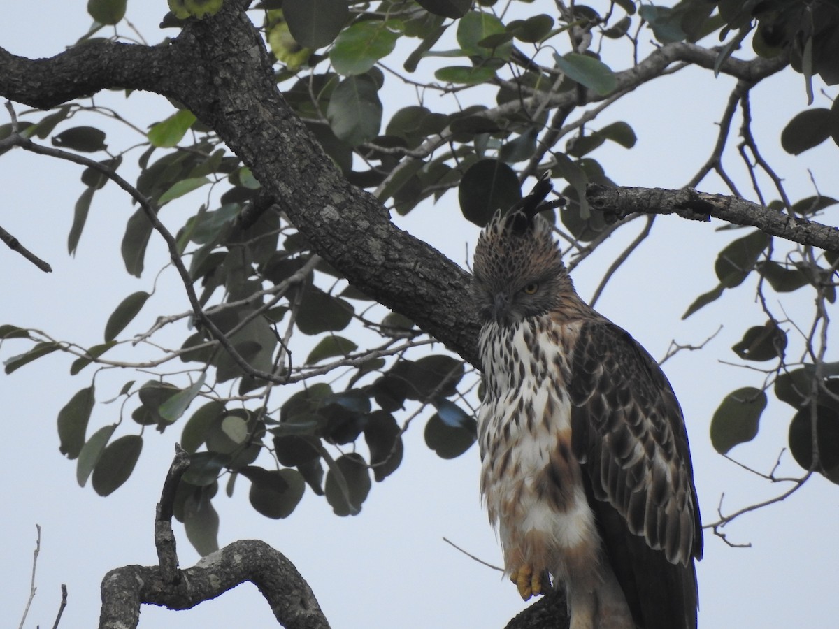 Changeable Hawk-Eagle - ML507693261