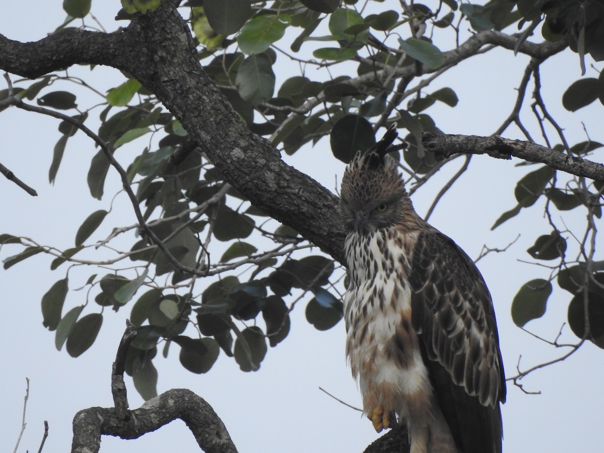 Changeable Hawk-Eagle - Suyash Sawant