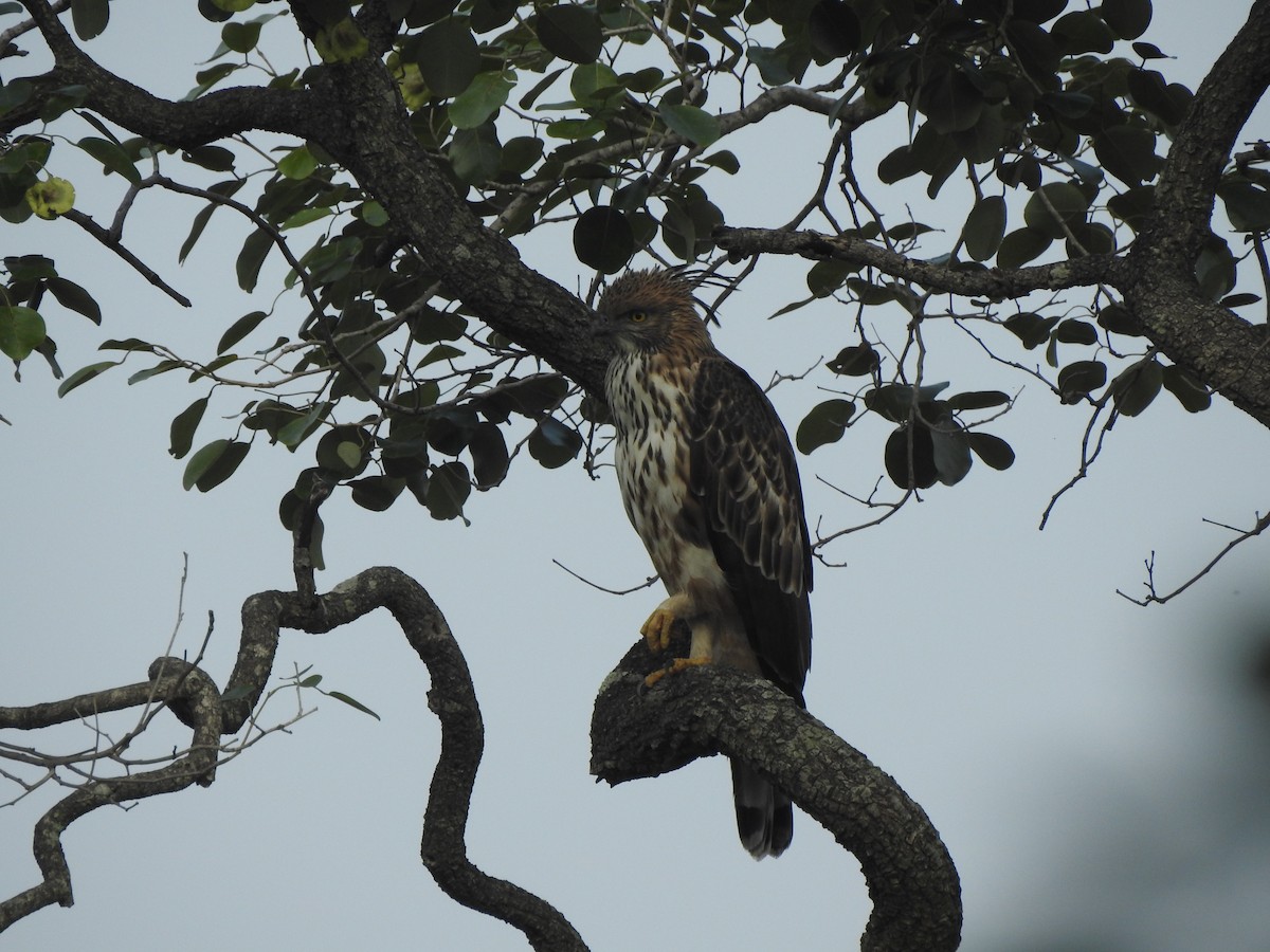 Aigle huppé - ML507693271