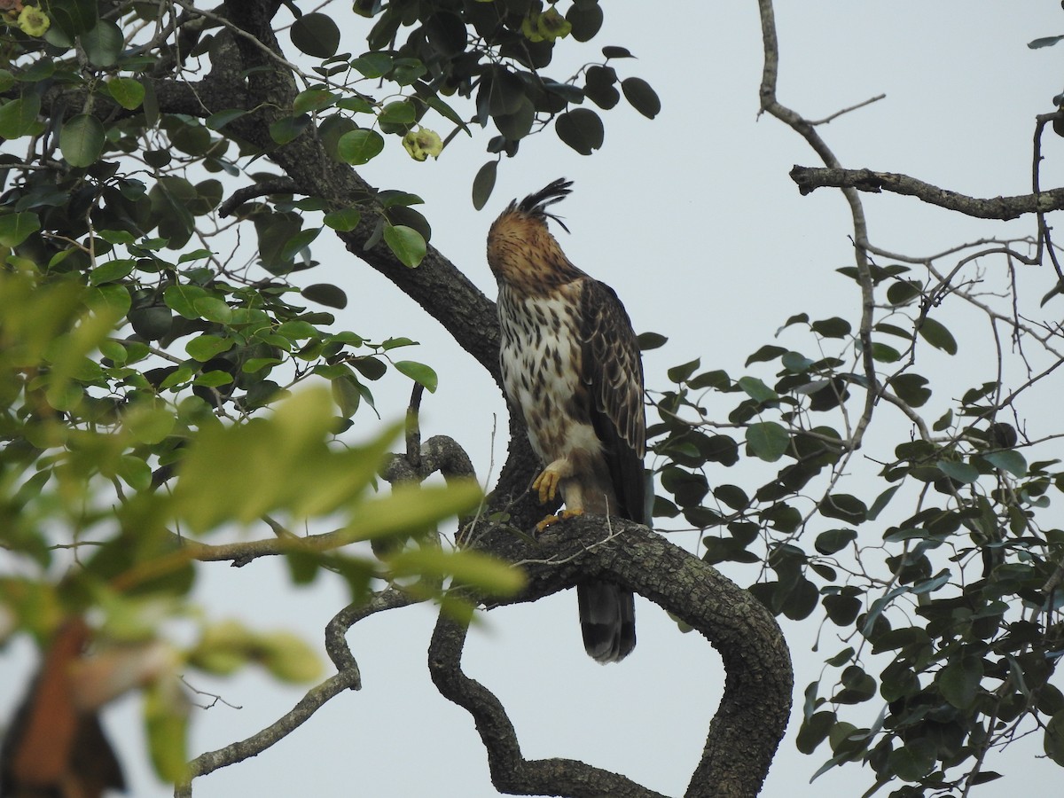 Changeable Hawk-Eagle - ML507693281