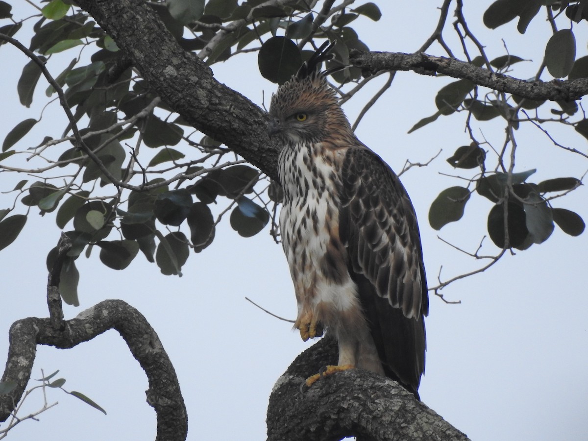 Changeable Hawk-Eagle - ML507693291