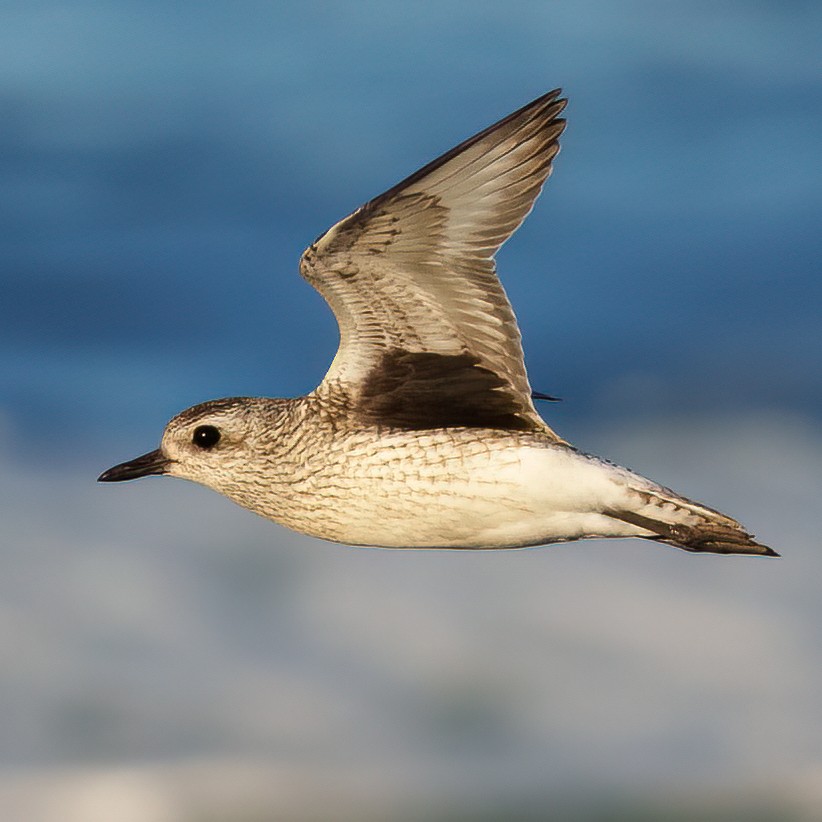 Black-bellied Plover - ML507693371