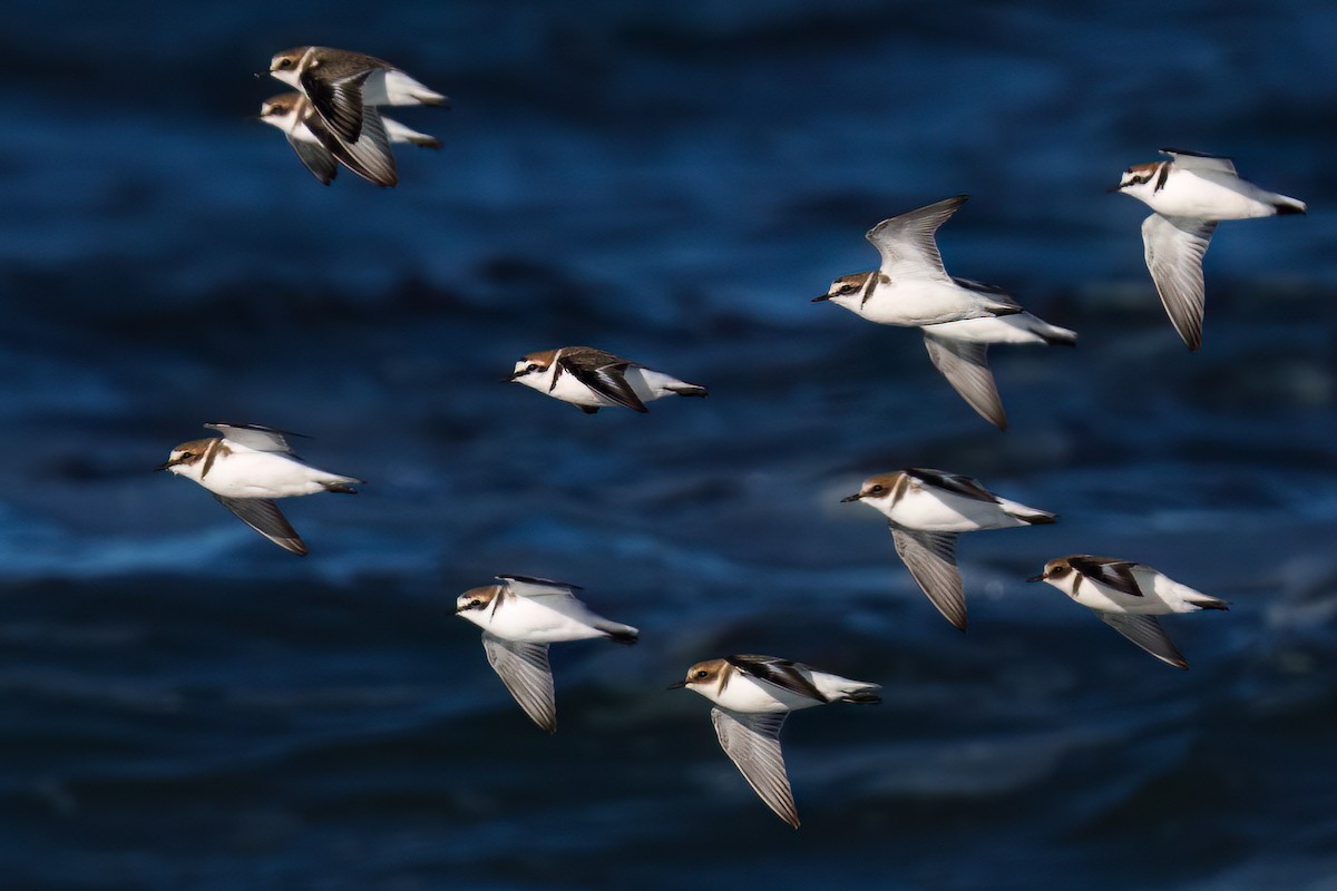 Kentish Plover - ML507693451